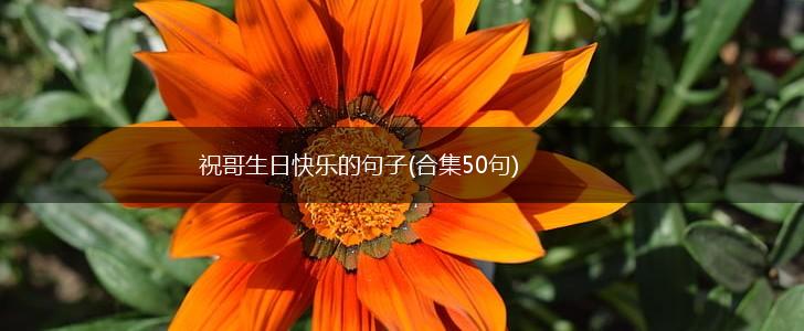 祝哥生日快乐的句子(合集50句),第1张