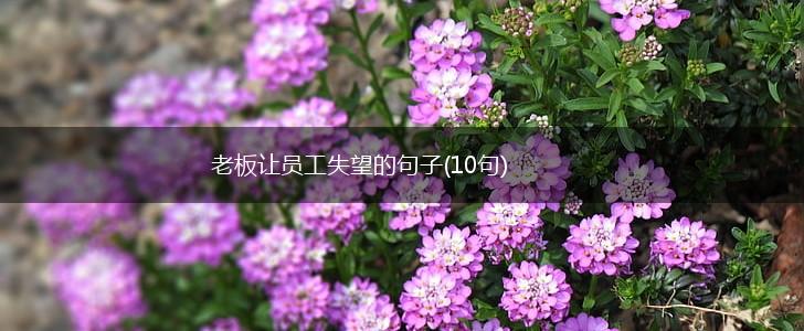 老板让员工失望的句子(10句),第1张