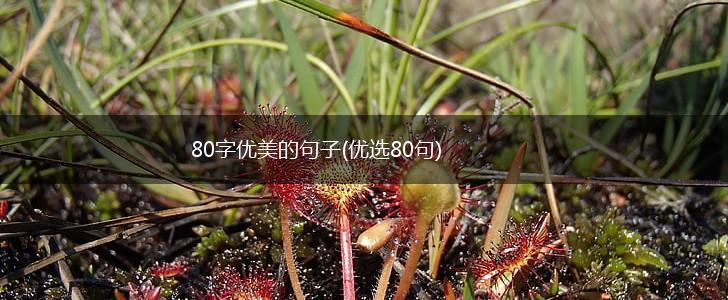 80字优美的句子(优选80句),第1张