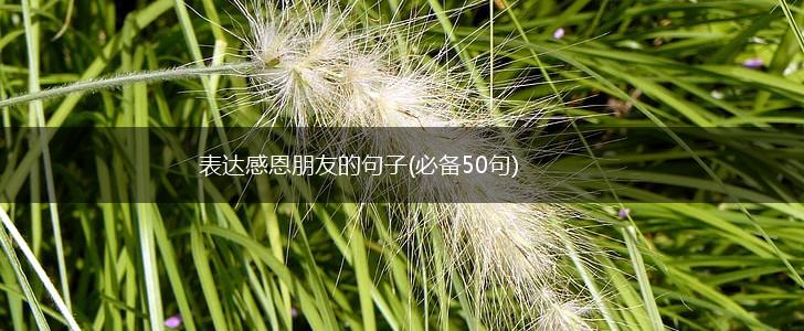 表达感恩朋友的句子(必备50句),第1张