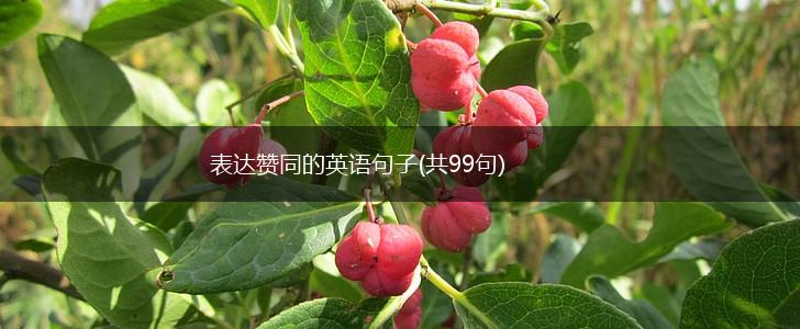 表达赞同的英语句子(共99句),第1张