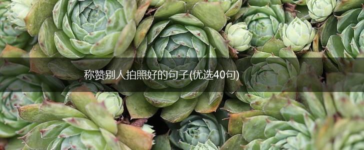 称赞别人拍照好的句子(优选40句),第1张