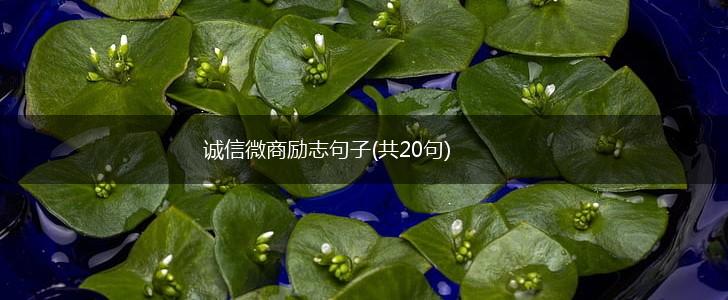 诚信微商励志句子(共20句),第1张