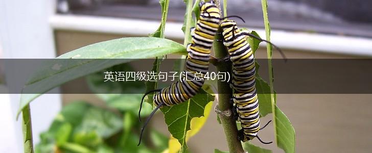 英语四级选句子(汇总40句),第1张