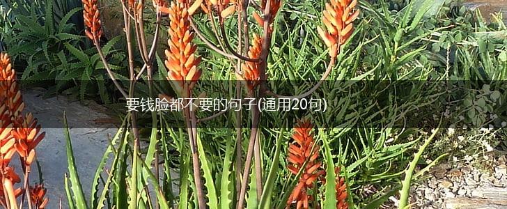 要钱脸都不要的句子(通用20句),第1张