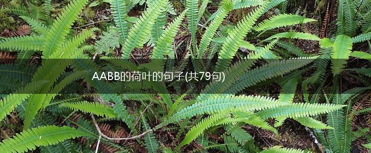 AABB的荷叶的句子(共79句),第1张