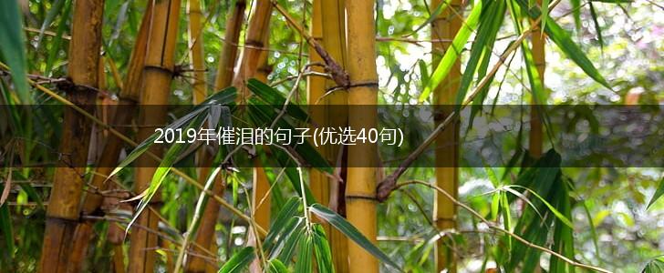 2019年催泪的句子(优选40句),第1张