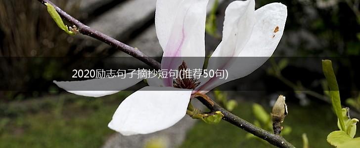 2020励志句子摘抄短句(推荐50句),第1张