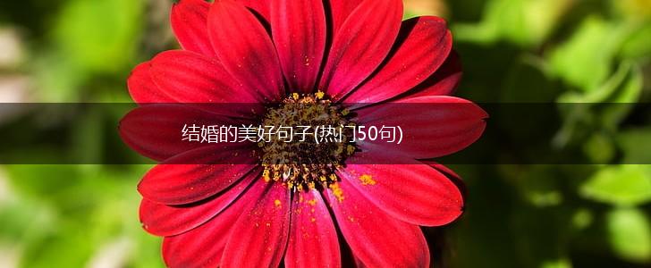 结婚的美好句子(热门50句),第1张