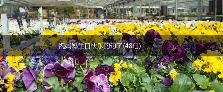 祝妈妈生日快乐的句子(48句),第1张