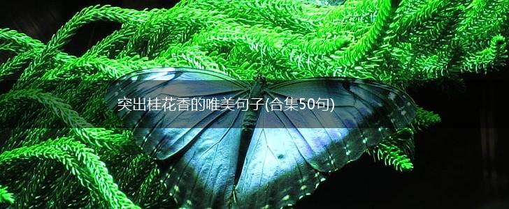 突出桂花香的唯美句子(合集50句),第1张