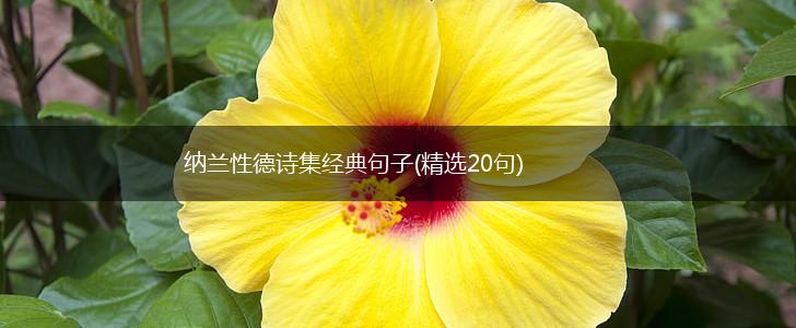 纳兰性德诗集经典句子(精选20句),第1张