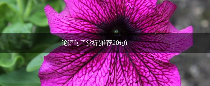 论语句子赏析(推荐20句),第1张