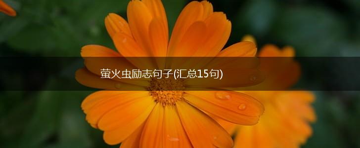 萤火虫励志句子(汇总15句),第1张