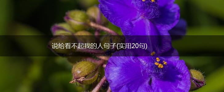 说给看不起我的人句子(实用20句),第1张