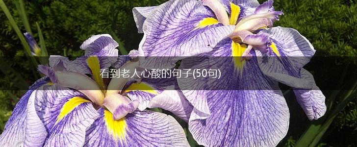 看到老人心酸的句子(50句),第1张