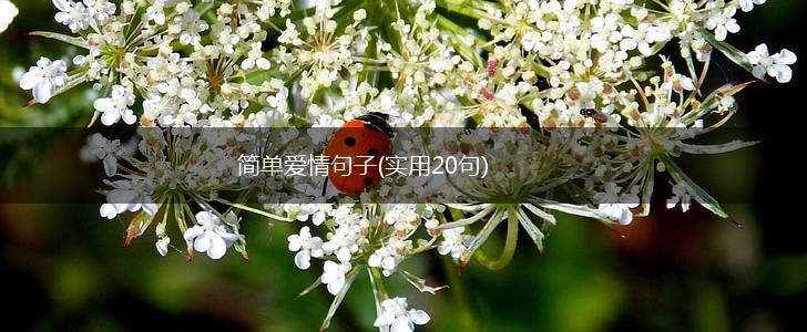 简单爱情句子(实用20句),第1张