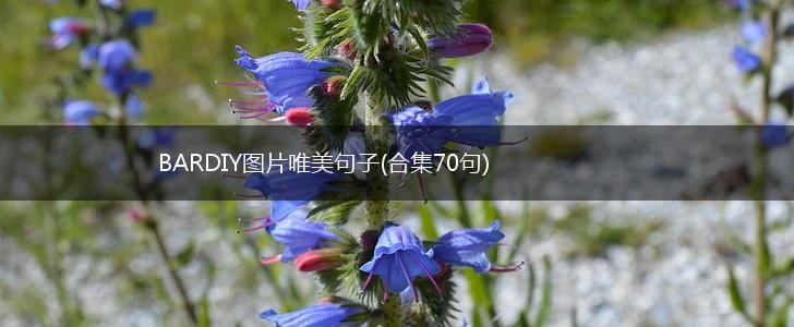 BARDIY图片唯美句子(合集70句),第1张