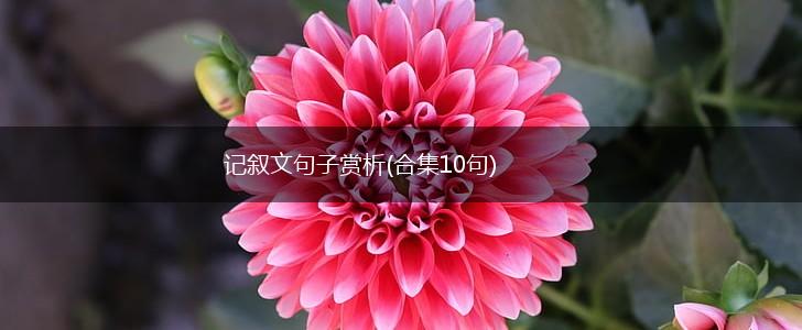 记叙文句子赏析(合集10句),第1张