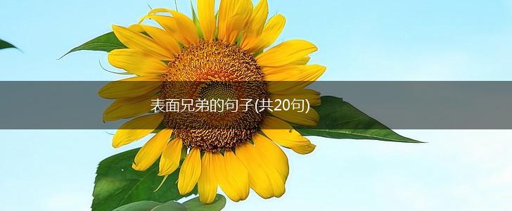表面兄弟的句子(共20句),第1张