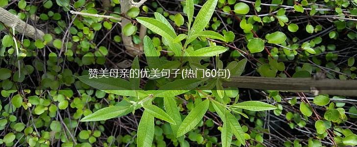 赞美母亲的优美句子(热门60句),第1张