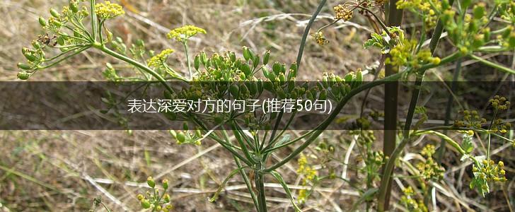 表达深爱对方的句子(推荐50句),第1张
