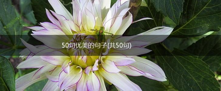 50句优美的句子(共50句),第1张