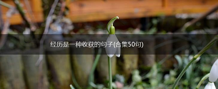 经历是一种收获的句子(合集50句),第1张