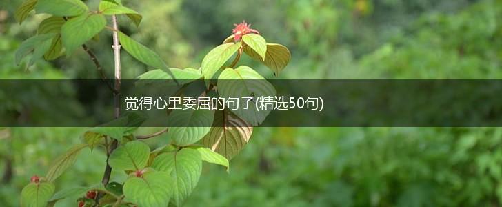 觉得心里委屈的句子(精选50句),第1张