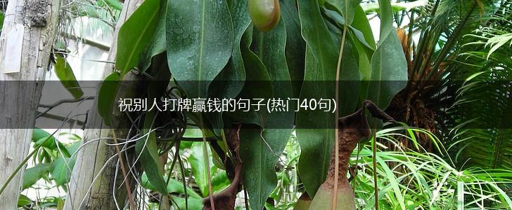 祝别人打牌赢钱的句子(热门40句),第1张
