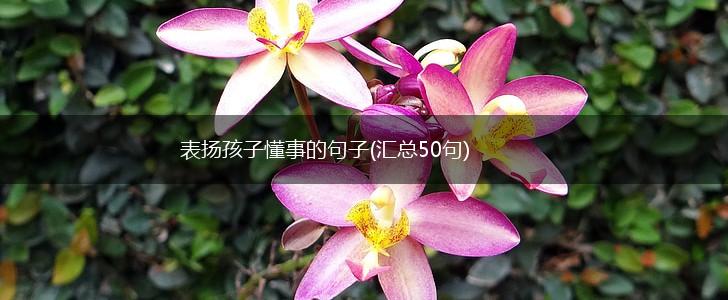 表扬孩子懂事的句子(汇总50句),第1张