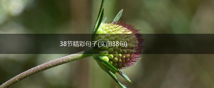 38节精彩句子(实用38句),第1张