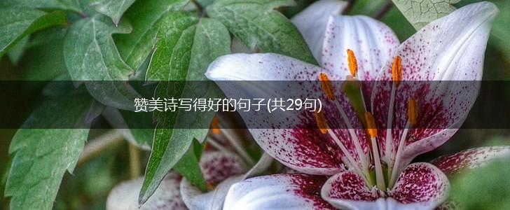 赞美诗写得好的句子(共29句),第1张