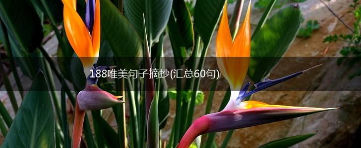 188唯美句子摘抄(汇总60句),第1张