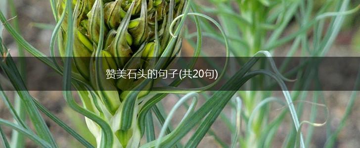 赞美石头的句子(共20句),第1张