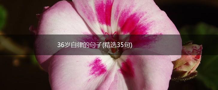 36岁自律的句子(精选35句),第1张