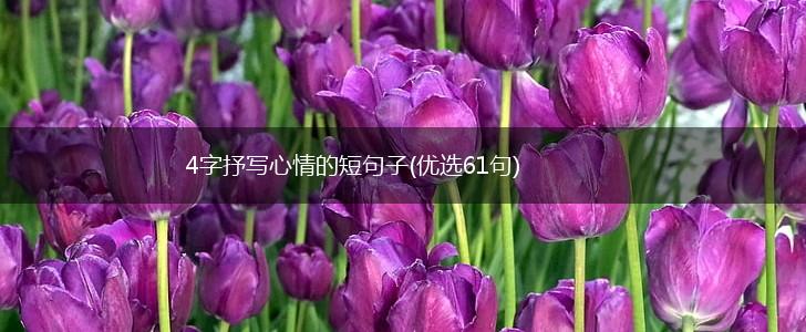4字抒写心情的短句子(优选61句),第1张