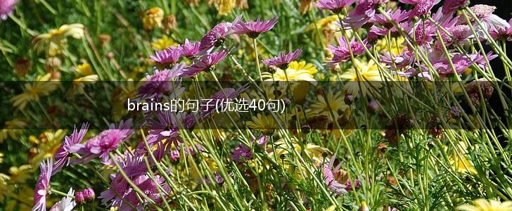brains的句子(优选40句),第1张