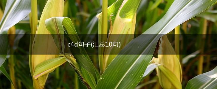 c4d句子(汇总10句),第1张