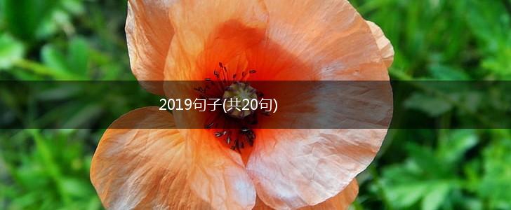 2019句子(共20句),第1张