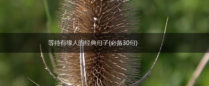 等待有缘人的经典句子(必备30句),第1张