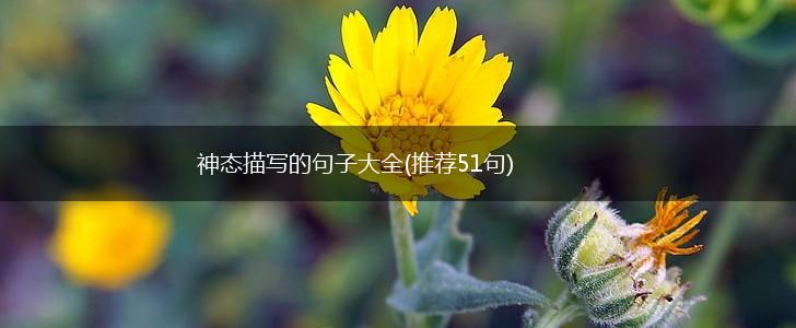 神态描写的句子大全(推荐51句),第1张