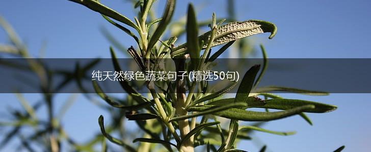 纯天然绿色蔬菜句子(精选50句),第1张