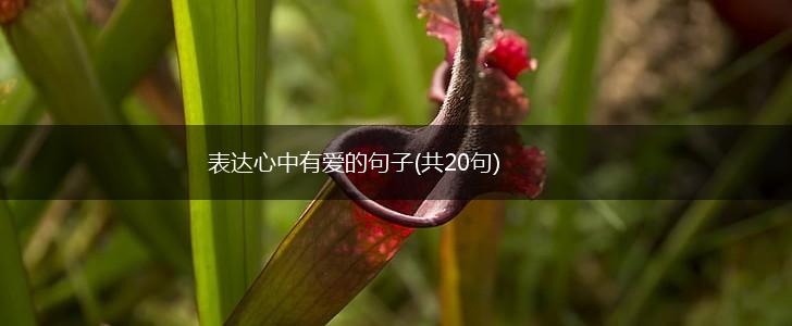 表达心中有爱的句子(共20句),第1张