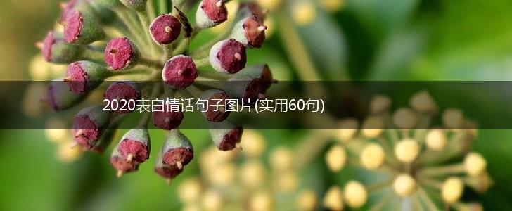 2020表白情话句子图片(实用60句),第1张