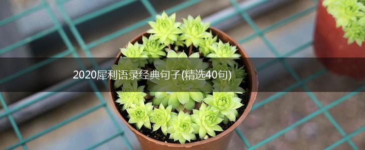 2020犀利语录经典句子(精选40句),第1张
