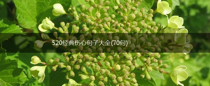 520经典伤心句子大全(70句),第1张