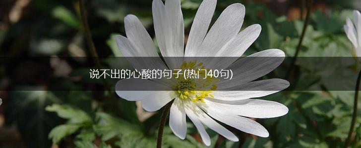 说不出的心酸的句子(热门40句),第1张
