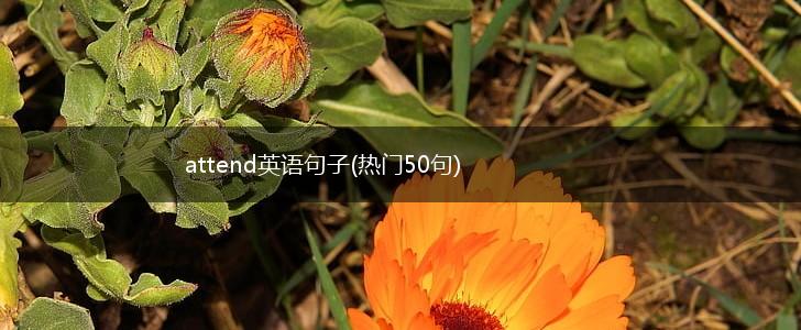 attend英语句子(热门50句),第1张