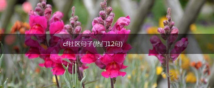 cf社区句子(热门12句),第1张